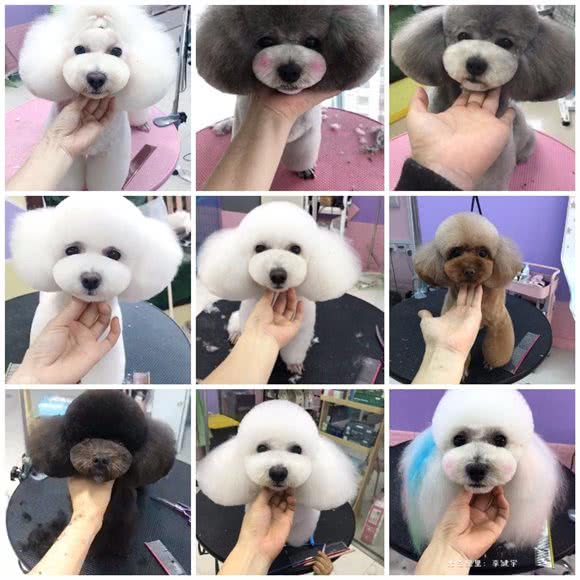 宠屋:宿州市埇桥区两淮/乐天玛特附近