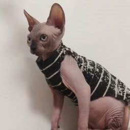 宠物用品专卖店:北京城区朝阳区望京附近