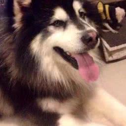 圣宠宠物店(桃州南路店):宣城市广德市广德市附近