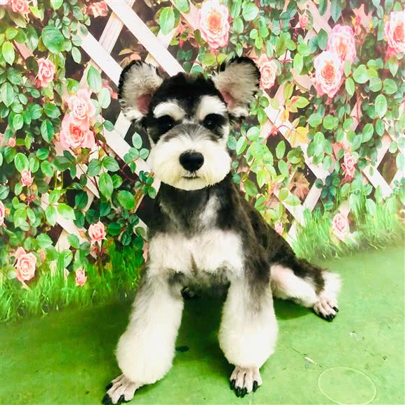 洛客宠物(洛客宠物茉莉公馆店):北京城区大兴区黄村附近