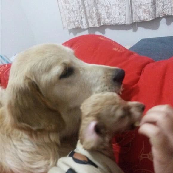 万诚宠物:宣城市广德市广德市附近