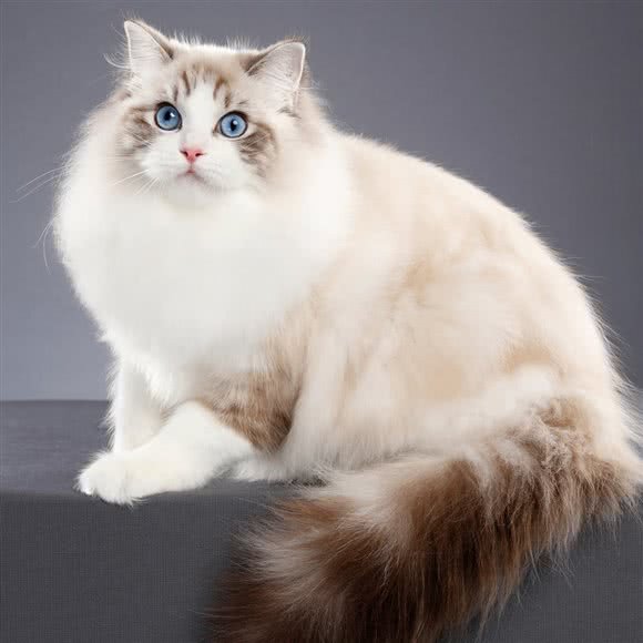 喵星人猫舍＊撸猫＊生活用品(广德店):宣城市广德市广德市附近