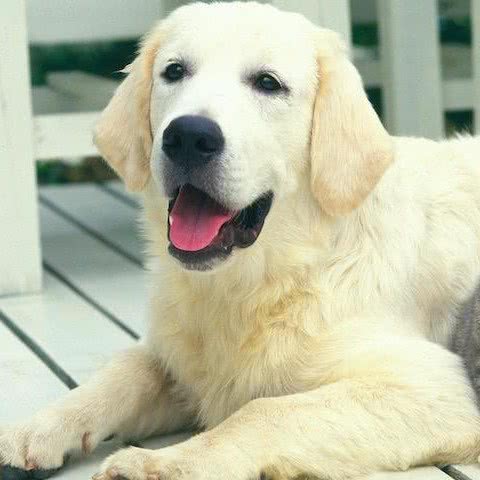 经典宠物会所:宣城市广德市广德市附近