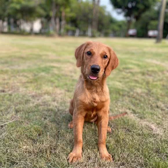 小林宠物火化殡葬善终:福州市鼓楼区东街口/三坊七巷附近