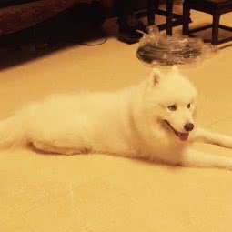 全美动物医院(山海观花园店):福州市鼓楼区左海/西湖公园附近