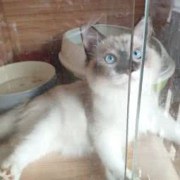 宠道宠物生活馆:福州市鼓楼区金牛山/洪山桥附近