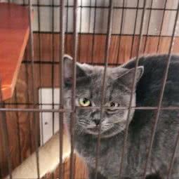 热狗宠物:福州市台江区茶亭世茂附近