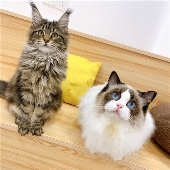 这里有喵 猫咖·零售·洗护:福州市台江区宝龙万象城附近