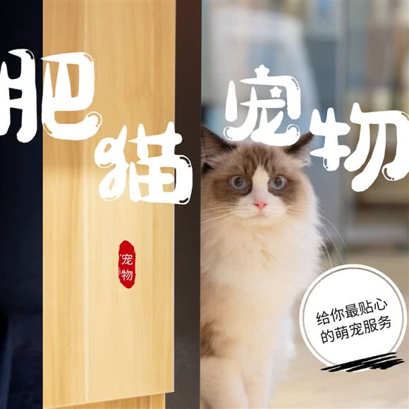 肥猫宠物:福州市台江区台江万达附近