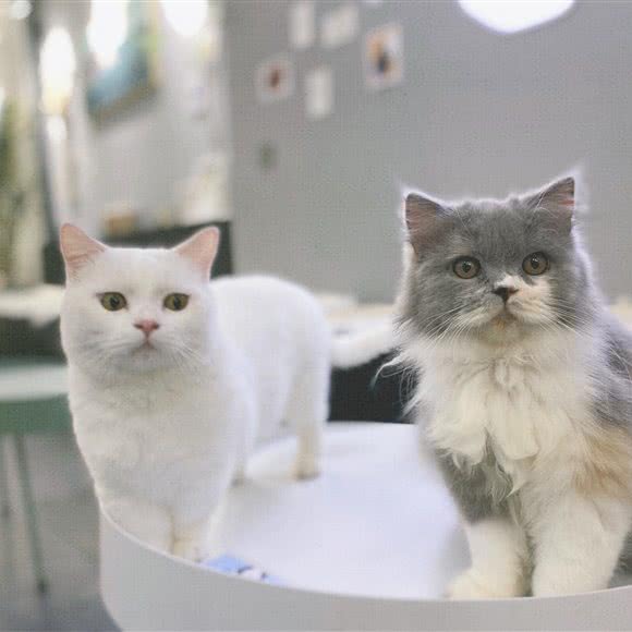 猫匿猫咖体验馆·猫舍:福州市台江区双杭城MINI墅附近