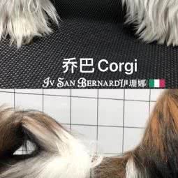乔巴Corgi:福州市台江区时代名城/文化宫附近