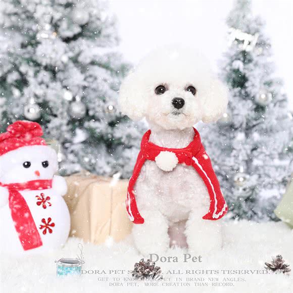 Dora pet宠物摄影:福州市台江区宝龙城市广场附近