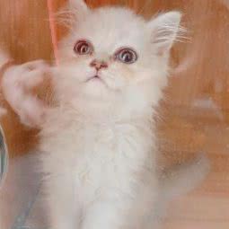 吉卜力喵屋:福州市台江区三迪欣天地/融侨中心附近