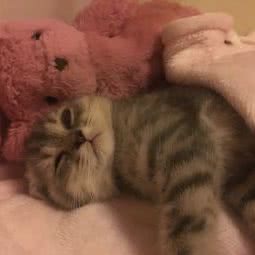 NO.汪宠物店:福州市台江区帮洲新区/三保园附近