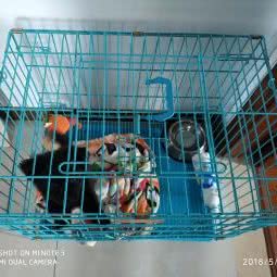 蓝精灵宠物诊所(同德路店):福州市台江区帮洲新区/三保园附近