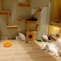 薄荷猫咪假日酒店(福州爱琴海购物公园店):福州市仓山区爱琴海购物公园附近