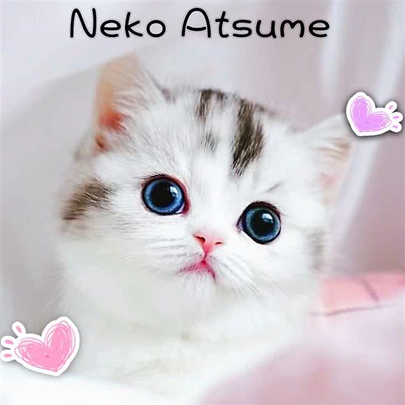 猫咪后院 Neko Atsume猫舍(望京店):北京城区朝阳区望京附近