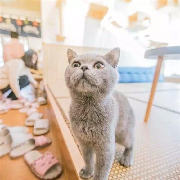 咕兔宁宠物生活馆·猫舍:福州市仓山区福建师大/学生街附近