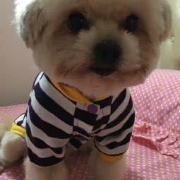 云朵宠物:福州市仓山区福建师大/学生街附近