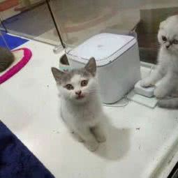 ET汪宠物会所:福州市仓山区金山浦上工业区附近