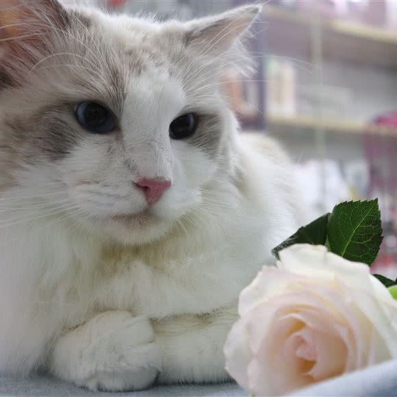 私宠宠物生活馆:福州市仓山区金山浦上工业区附近