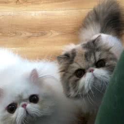 仙女泡泡加菲猫舍(北京总店):北京城区大兴区黄村附近