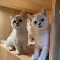 乐乐宠物店:北京城区朝阳区望京附近