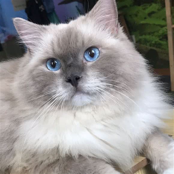 半闲猫咖:福州市晋安区东二环泰禾广场附近