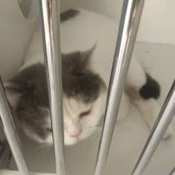 宠物机构:福州市晋安区东二环泰禾广场附近