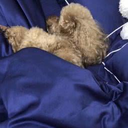 CHONG宠友(王庄店):福州市晋安区世欧王庄附近