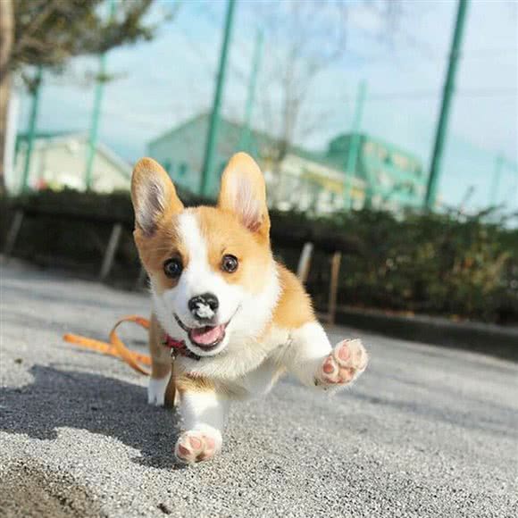 宠乐宠物训练中心(世欧店):福州市晋安区世欧王庄附近