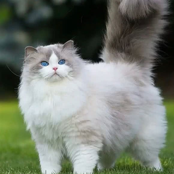 猫有有·猫舍(义和庄店):北京城区大兴区黄村附近