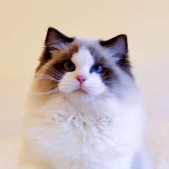 吾独有偶?布偶猫舍:北京城区大兴区黄村附近