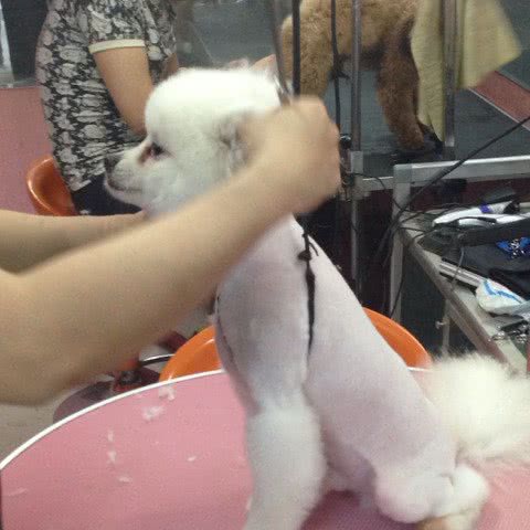 童童宠物生活馆:福州市晋安区福州火车站附近