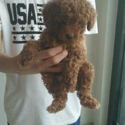 淘气宠物之家:福州市晋安区东区/鼓山附近