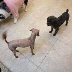 lucky名宠汇:福州市晋安区东区/鼓山附近