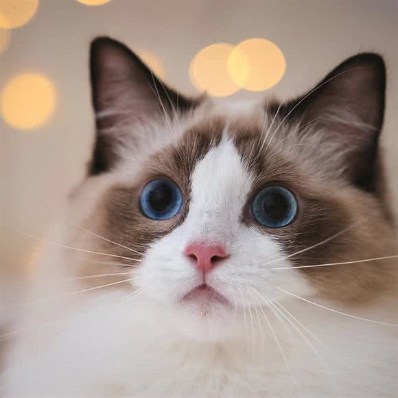 大熊喵宠物生活馆:福州市晋安区塔头附近