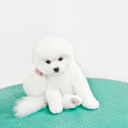 魔登宠物:福州市长乐区航城街道附近