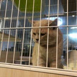 贝贝宠物:福州市闽侯县闽侯县附近