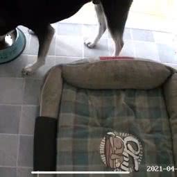 铁蛋宠舍:福州市闽侯县闽侯县附近