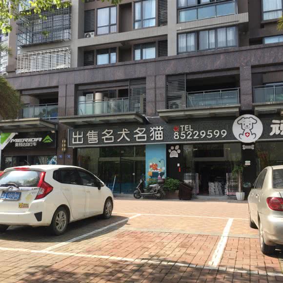 顽皮多 出售名犬名猫:福州市福清市音西街道附近