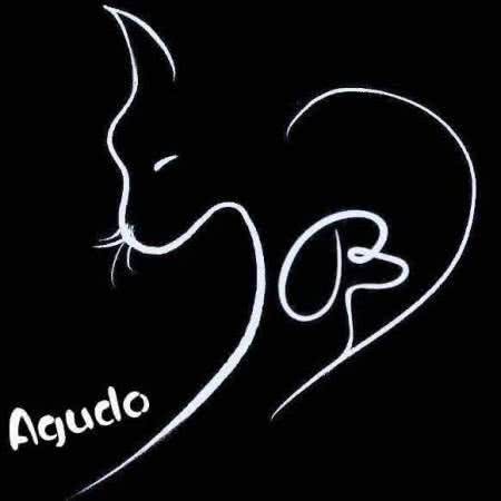 阿古朵宠物狗:厦门市思明区禾祥西路沿线附近