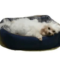 尚李宠物会所(上李店):厦门市思明区环岛路沿线附近