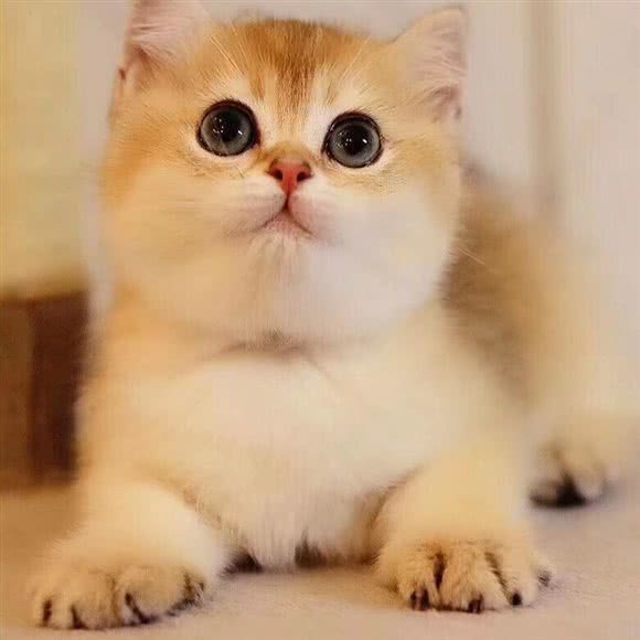 限诺宠物(火车站店):厦门市思明区环岛路沿线附近