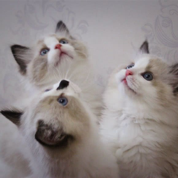 喵蜜蜜布偶猫舍:北京城区大兴区旧宫附近