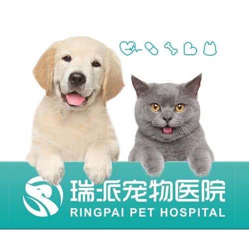 瑞派康宝宠物医院(莲前分院 犬猫外科 骨科中心):厦门市思明区环岛路沿线附近
