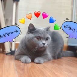 PlanetPaws萌爪星球宠物生活馆:厦门市思明区市政府附近