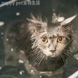 POPPY PET 宠物生活:厦门市思明区体育中心附近