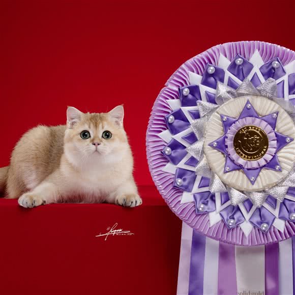 布丁点猫舍缅因·金渐层·布偶:北京城区朝阳区望京附近