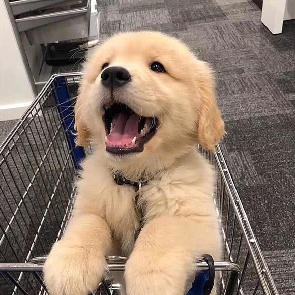 Petopia動物園:北京城区大兴区旧宫附近